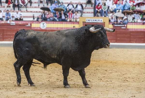 Captura de la figura de un toro valiente de color negro pelo en un b — Foto de Stock