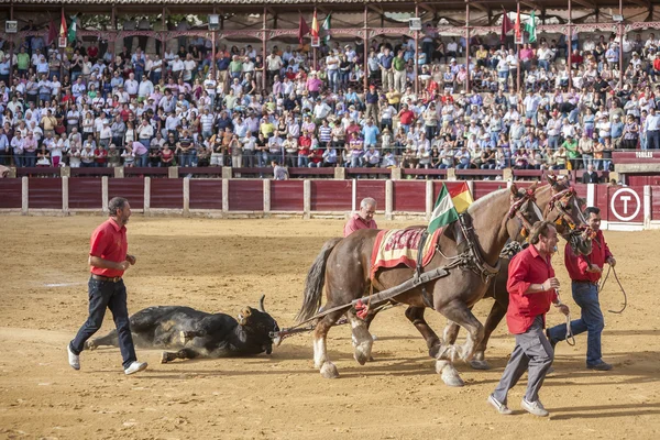 Drag muli sono Bull morto nella corrida al macello del bullring di Ubeda, Spagna — Foto Stock