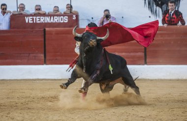 İnci ile İspanyol Boğa güreşçisi Jose Carlos Venegas boğa güreşi