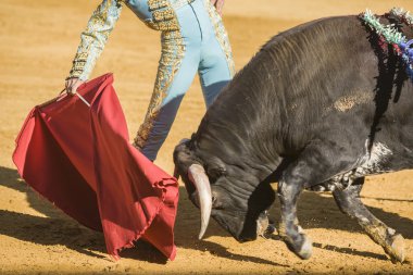 Boğa içinde koltuk değneği ile İspanyol Boğa güreşçisi boğa güreşi