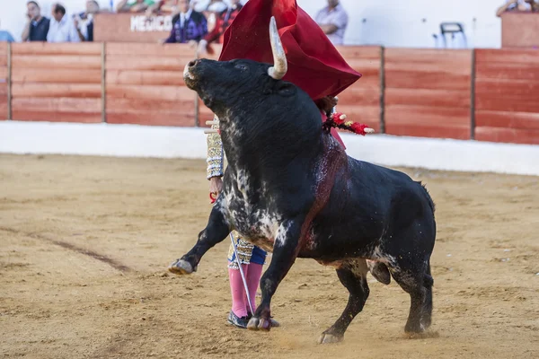 西班牙斗牛士 Francico Rivera 斗牛与 cr — 图库照片