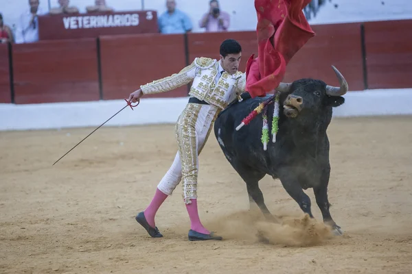 Den spanska tjurfäktare Jose Carlos Venegas tjurfäktning med th — Stockfoto