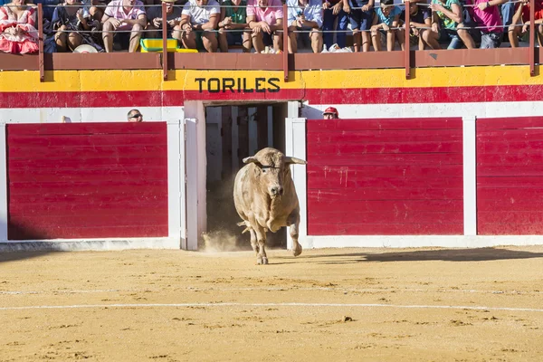 Cattura della figura di un toro coraggioso in una corrida che esce o — Foto Stock