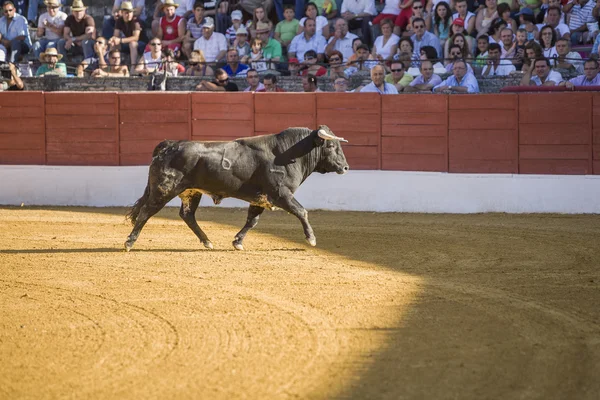 Einfangen der Figur eines tapferen Stiers in einem Stierkampf, Spanien — Stockfoto