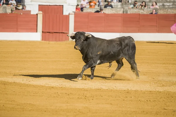 Einfangen der Figur eines tapferen Stiers in einem Stierkampf, Spanien — Stockfoto