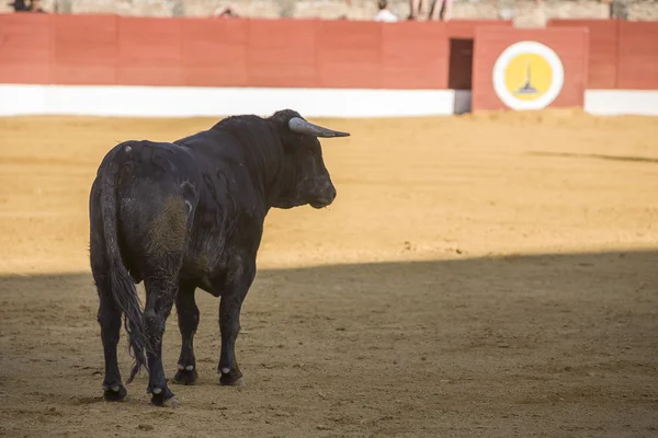 Capturarea figurii unui taur curajos într-o luptă cu tauri, Spania — Fotografie, imagine de stoc