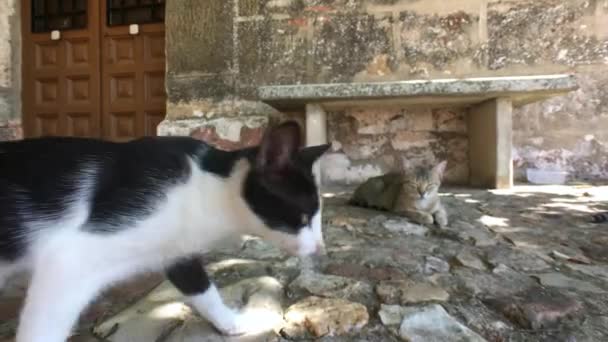 Chat dans la rue, Andalousie, Espagne 