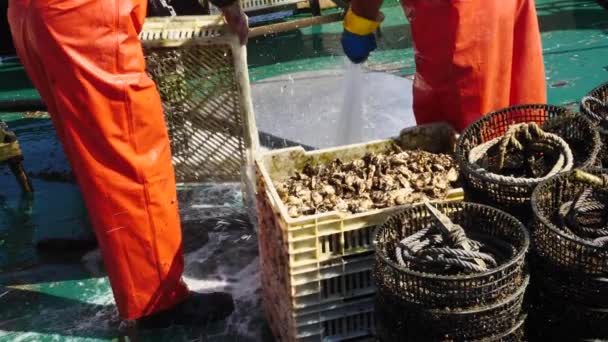 西班牙蓬特维德拉省O Grove渔港清理海产的渔民 — 图库视频影像