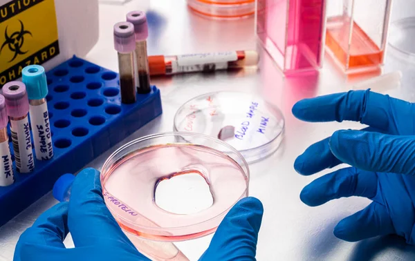 Scientist Researching Petri Disk Protein Samples Laboratory Study Bison Covid — Fotografia de Stock