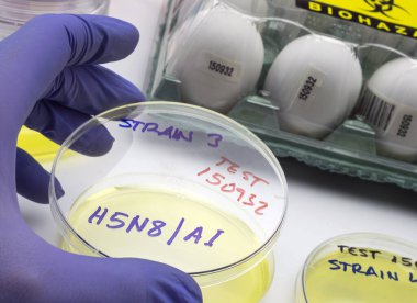 İnsanlarda yayılan yeni H5N8 tipi kuş gribi, enfekte yumurtası olan bilim adamı, kavramsal görüntü