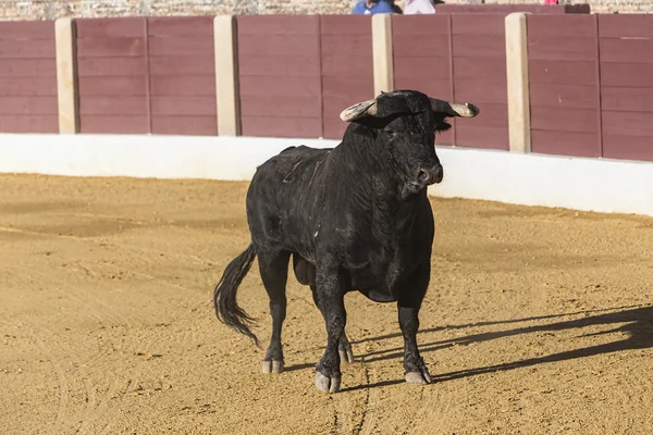 Bull asi 650 kg, letící v písku pravdu, když jsem vylezl ze bullpen, v aréně baeza — Stock fotografie