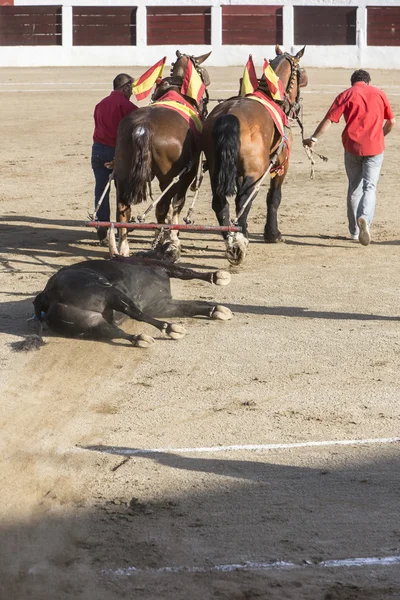 Arrastar mulas são Bull morreu no Bullfight para o matadouro — Fotografia de Stock