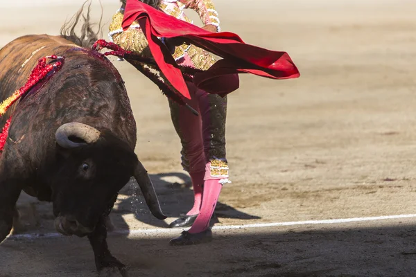 Bullfighter touradas com a muleta no Bullring de Baez — Fotografia de Stock