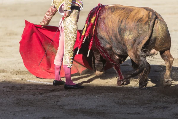 Corrida torero con la stampella nel Bullring di Baez — Foto Stock