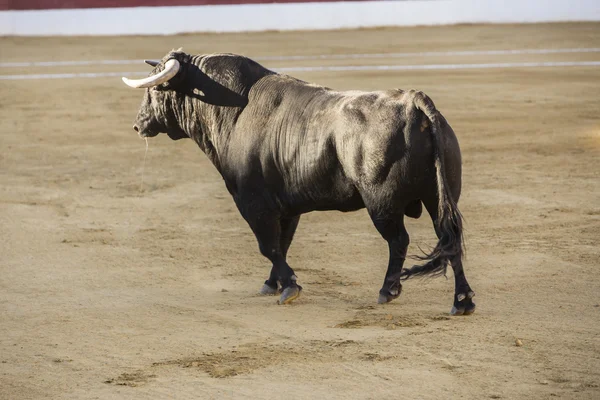 Capture of the figure of a brave bull in a bullfight, Spain — Stock Photo, Image