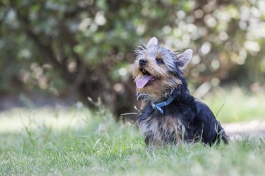 Yorkshire Terrier köpeği. 