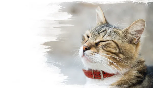 Yeşil gözlü kedi boyama 