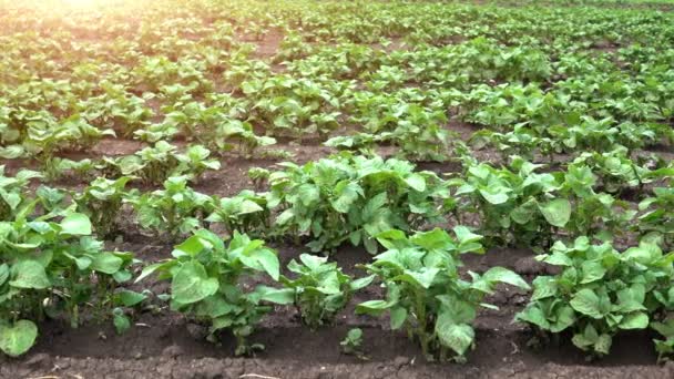 Dolly skott av unga potatis fält i raderna under solnedgången strålar — Stockvideo