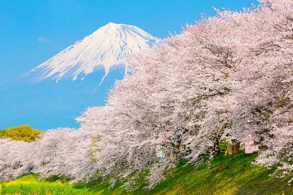 Sakura άνθη και το βουνό Fuji Εικόνα Αρχείου