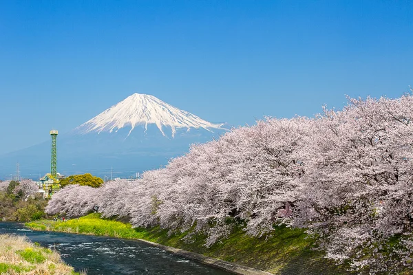 Sakura άνθη και το βουνό Fuji Φωτογραφία Αρχείου