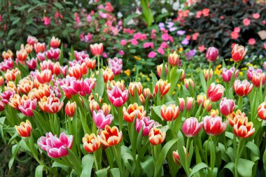 Tarlada renkli laleler