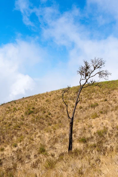 Lonely tree on the mountain at Kew mae pan nature trail, Doi Inthanon national park, Chiangmai, Thailand — Stock Photo, Image