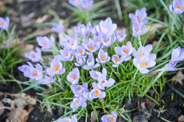 Crocus flowers, crocuses, time of spring, spring time, — Stock Photo, Image