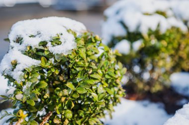 karda şimşir / şimşir bahar