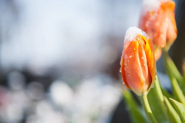 Lale kar / / erime kar bahar için arıyorsunuz