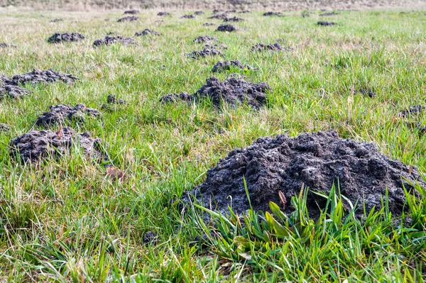 Köstebek höyükler, Bahar çimen, orta Bahçe