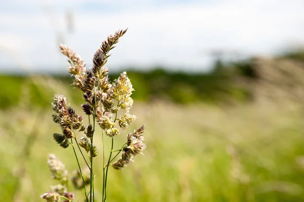 Allergisäsong — Stockfoto