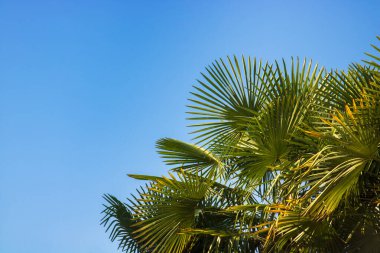 Gökyüzünde fotokopi alanı olan palmiye ağaçları, yeşil yapraklı ağacın arkaplan resmi