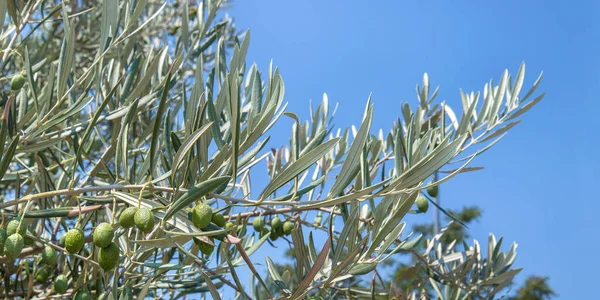 Olives Still Green Tree Horizontal Image Olea Europaea One Most Stock Image