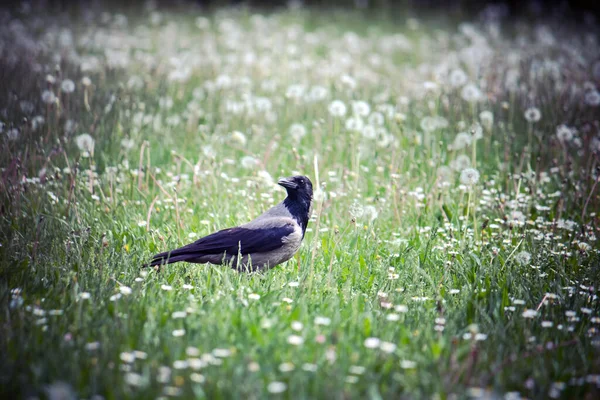 Hooded Crow Standing Grass Also Called Hoodie Eurasian Bird Species — Stock Photo, Image