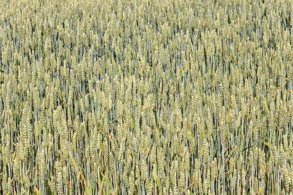 Cereales Crudos Que Crecen Campo Bio Textura Natural —  Fotos de Stock