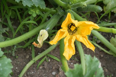 Kabak bitkisindeki karıncalar, yenilebilir çiçeklerdeki böceklerin istilası.