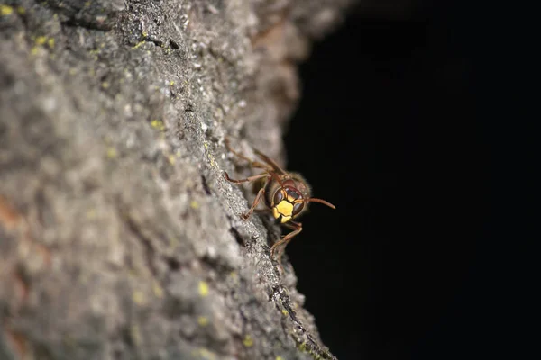 暗い背景のホーネット 昆虫は幹の上にあります 動物に選択的な焦点 — ストック写真