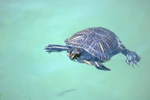 Schildpad Zwemt Het Water Schildpad Zijn Natuurlijke Habitat — Stockfoto