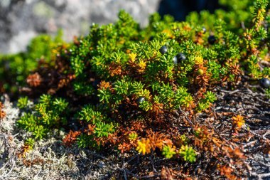 Siyah böğürtlen. Kuzey Kutbu 'ndan Flora, Kuzeyden böğürtlen. 