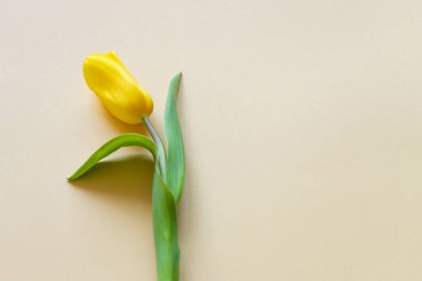 Sarı arka planda sarı bir lale. Güzel bahar çiçeği. 