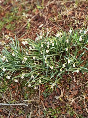 İlkbaharın başlarında ormanda ilk kar damlaları 