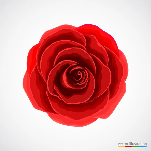 Rosa roja sobre fondo blanco — Vector de stock