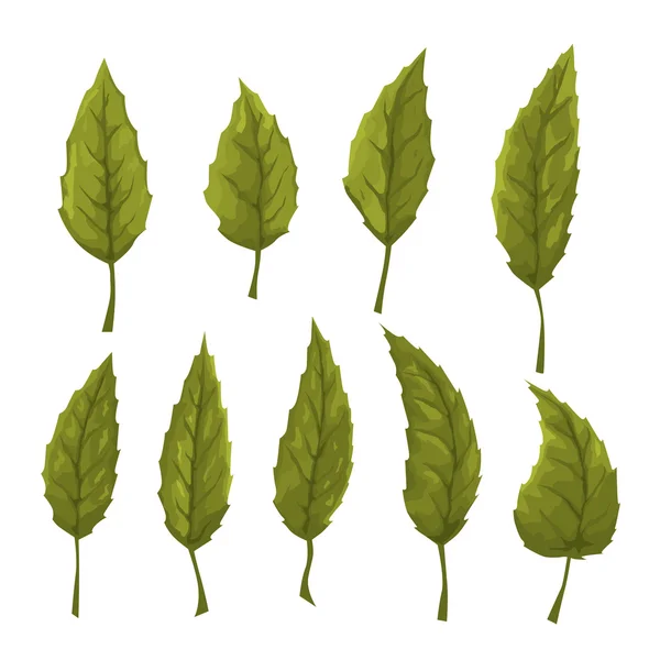 Conjunto de folhas verdes sobre um fundo branco — Vetor de Stock