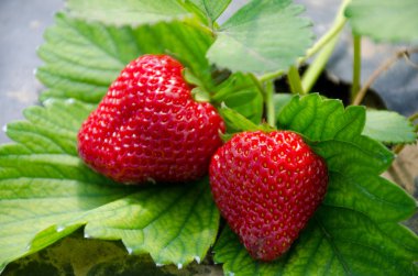  Çilek bahar bahçesinde