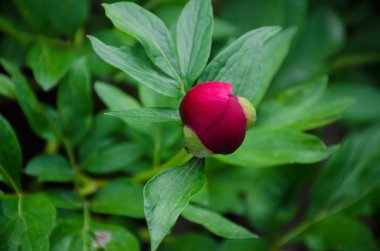 Güzel çiçek çiçek bahar