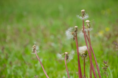 Karahindiba açık bahar
