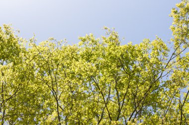 Güzel yeşil yaprakları şube arka plan