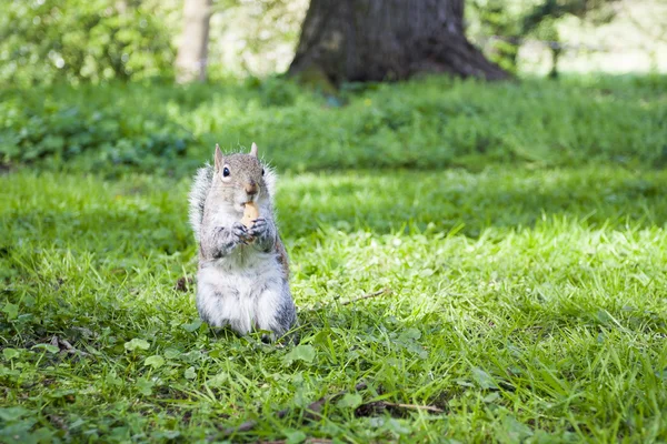 Ekorren äter på gräset — Stockfoto