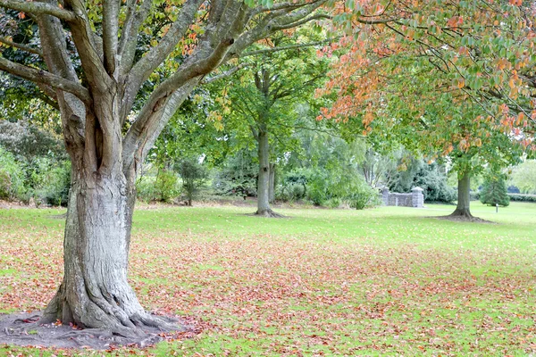 Sonbahar ağaçlar — Stok fotoğraf