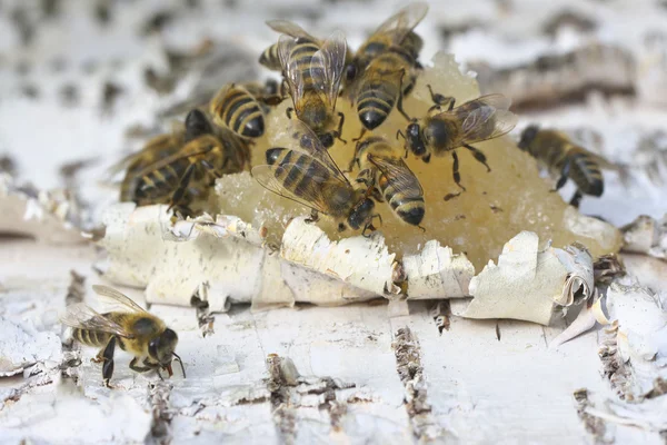 蜂が蜂蜜を食べる. — ストック写真